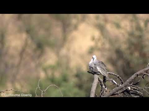 Picui Ground Dove (Columbina picui) | Tortolita cuyana | Canal El Carmen, Huechuraba (CHILE)