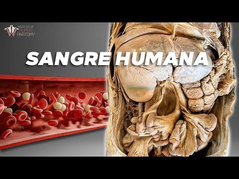 ¿Cómo produce SANGRE el cuerpo?