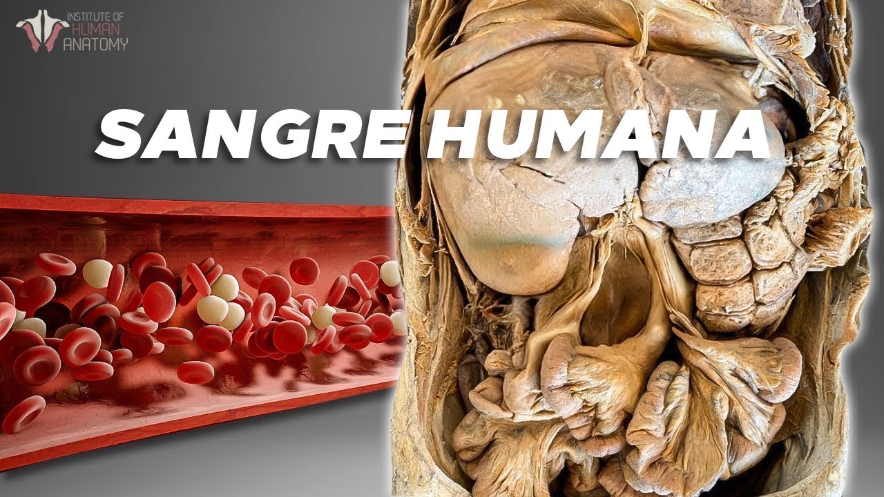 ¿Cómo produce SANGRE el cuerpo?