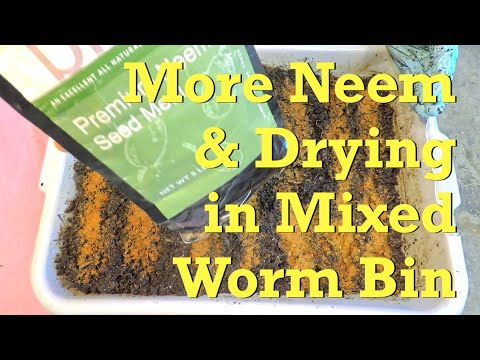 Check-in with mixed worms (& springtails) 10 days after last feeding - vermicompost