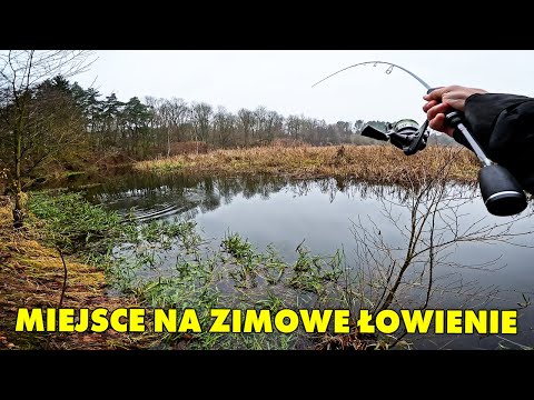 Łowienie białorybu na spinning na starorzeczu !