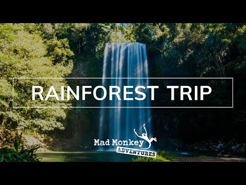 Rainforest Trip