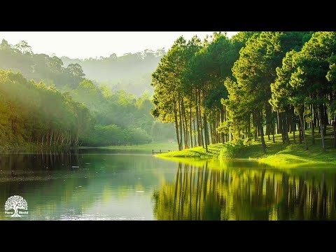 Music heals the heart and blood vessels, Calming music restores the nervous system, relaxing