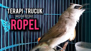 Download lagu trucukan gacor ROPEL PANJANG buat pancingan trucukan agar bunyi JADIKAN burung trucuk gacor EMOSI mp3 Download lagu trucukan gacor ROPEL PANJANG buat pancingan trucukan agar bunyi JADIKAN burung trucuk gacor EMOSI mp3