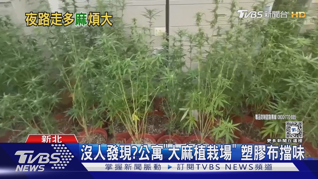 種麻副業? 幫掃觀音山私人墓邊種 遭逮