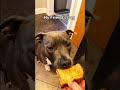 My Friends Dog Vs My Dog