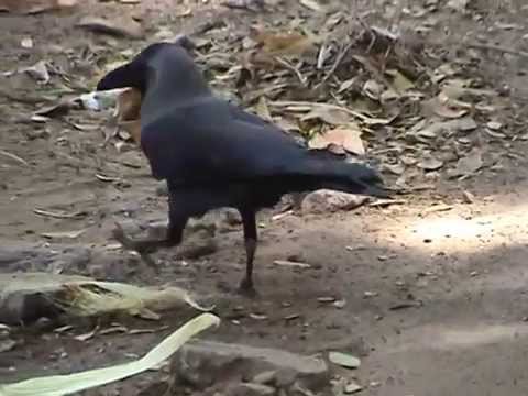 CROWnicles - A Short Documentary Featuring RK Laxman (Cartoonist)