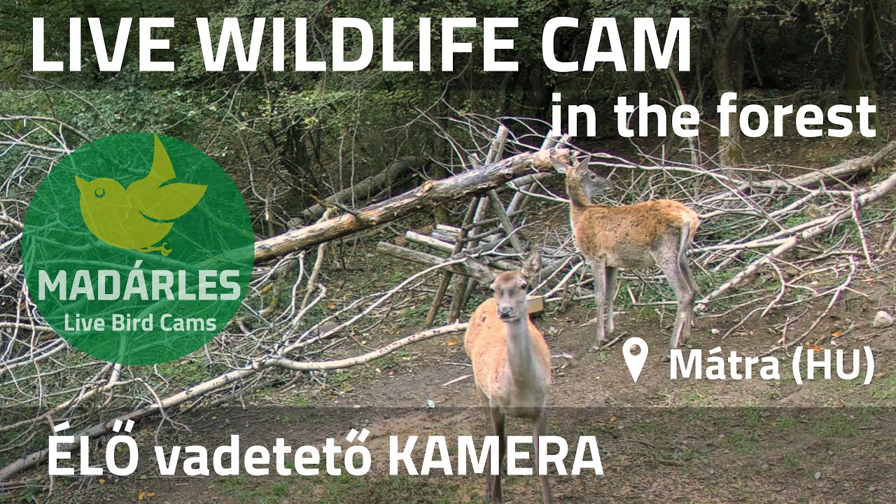 Live webcam view of Fauna Silvestre del Bosque de Mátra