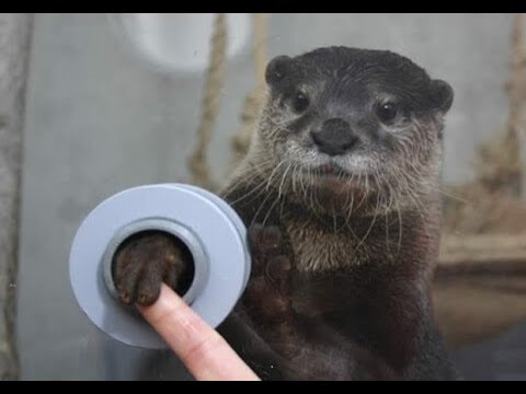 カワウソをペットにすることは可能ですか?