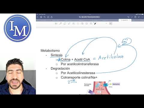 Fisiología clase 10 | Neurotransmisores