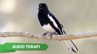 Download lagu Suara Kacer Muda Hutan Untuk Terapi Kacer Stress, Drop Mental, Mbagong, Malas Bunyi mp3
