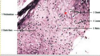 Cartilage Histology Data Show 2015