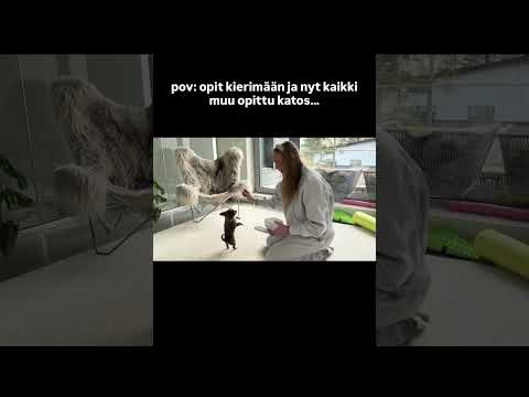 BAMBI. mitä tapahtu😂 / VIDEO tulossa Bambin kans!! #ytshorts