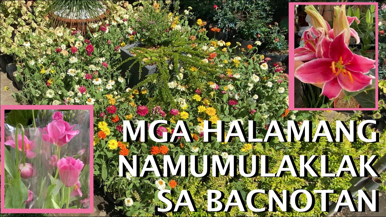 MGA HALAMANG NAMUMULAKLAK BA HANAP NIYO (ANGELO & ANGELA'S FLOWERING GARDEN) | Mommy Liberty