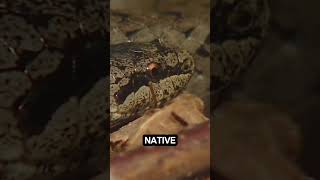 4 snakes you can see in the UK