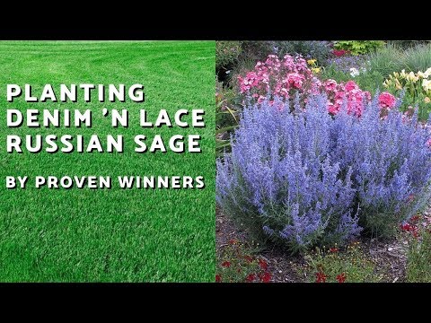 download lagu mp3 mp4 Denim N Lace Russian Sage, download lagu Denim N Lace Russian Sage gratis, unduh video klip Denim N Lace Russian Sage