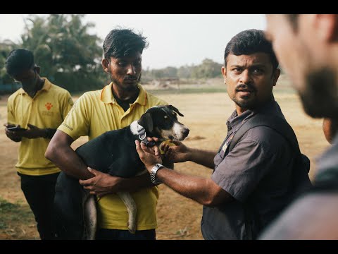 Docu Commercial for Gochip Pet, Canada