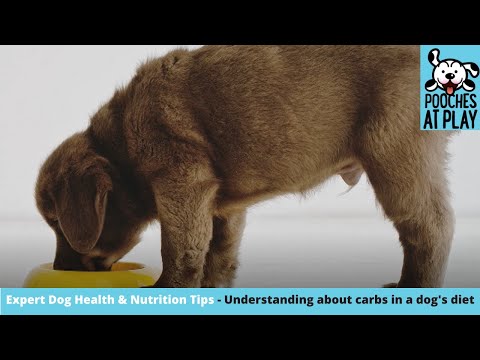 Carbohydrates in dog food - Expert Dog Health & Nutrition | S5 Ep6 | Pooches at Play