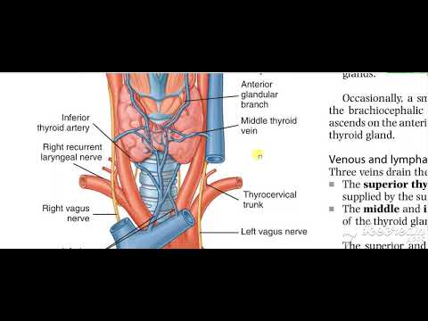 Thyroid gland relations 3