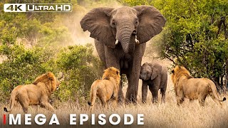 DEADLY RIVALS: Secret Life of Predators (MEGA EPISODE) | Nature Animal Documentary