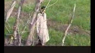 Download lagu balocha zalma shafaullah mp3