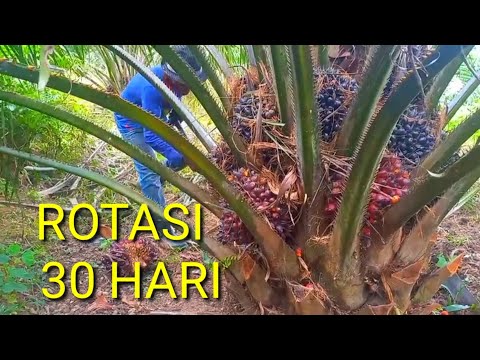 Long rotation oil palm harvest, super abundant oil palm