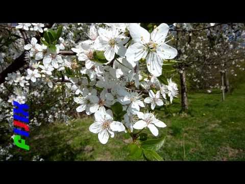 XHEZA 2010 - XHEZAIR ELEZI- NESE NESER VDES - BY KQIQI  FIJIX.avi