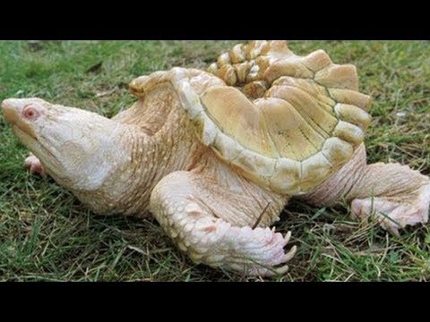 10 Weirdest Albino Animals In The World!
