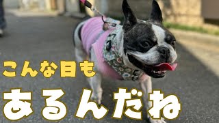 GWにラッキーだったフレブル✨