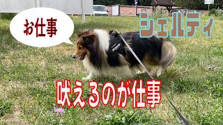 【シェルティ】吠えるのが仕事【フランス田舎暮らし🇫🇷】#犬の散歩 #賢い犬 #犬のいる暮らし #シェルティ2026年8月27日1