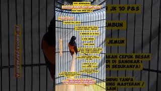 Download lagu Rawatan Murai Batu Tipe Dingin Untuk Yang Sibuk Kerja #burungkicau #kicaumanianusantara #MuraiBatu mp3 Download lagu Rawatan Murai Batu Tipe Dingin Untuk Yang Sibuk Kerja #burungkicau #kicaumanianusantara #MuraiBatu mp3