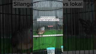 Download lagu Perkutut crossing suara bangkok mp3