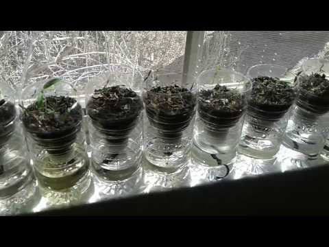 Back To Nature - Planting Tomato Slices Update #3