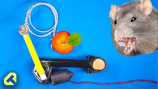 How I Used Old Car Parts to Stop Rats Stealing my Tangerines!