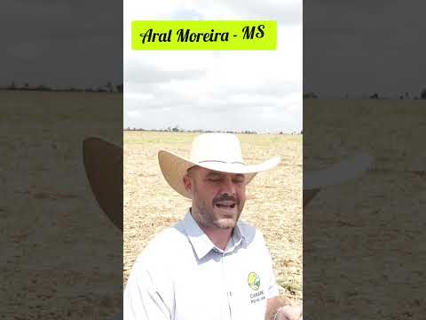 Aral Moreira - MS Oportunidade #fazendaavenda #agro #agricultura #agronegocio #soja #milho #shorts