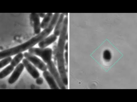 Bacteria filmed 'hiding' from antibiotic