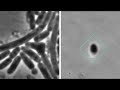 Bacteria Filmed Hiding From Antibiotic