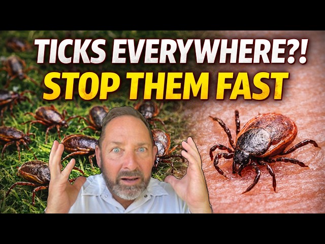 How to Effectively Get Rid of Ticks in Your Yard and Home to Protect ...