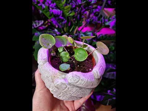 Pilea tak zwany pieniążek  - ukorzenianie