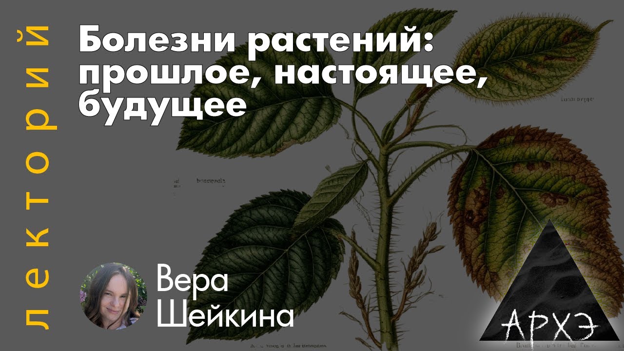 Болезни растений: прошлое, настоящее, будущее | Вера Шейкина