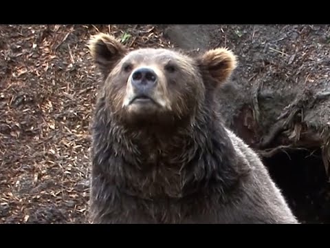 L'orso grizzly uccide e mangia il taglialegna John MacDonald