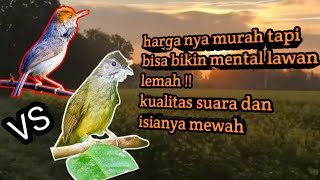 Download lagu Prenjak Merah vs Cucak Jenggot Beset kasar || suara terapi air dan masteran burung kicau mp3