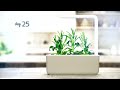 Click and Grow 3 vnt. papildymas - Rugiagėlių sėklos