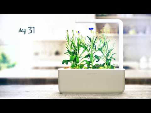 Click and Grow 3 vnt. papildymas - Rugiagėlių sėklos video