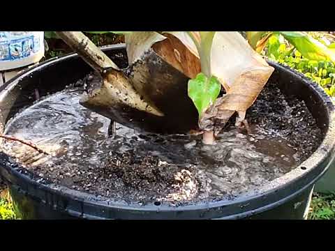 凍ったバナナの木、どうすればいいですか？切ったほうがいいでしょうか？植物を守り、冬を乗り切るためのヒント  庭園