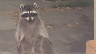 How to get rid of raccoons humanely - Pest Dude tells you how!