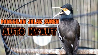 Download lagu SUARA PANGGILAN JALAK SUREN mp3