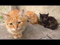 Mother Cat Hisses And The Kittens Are Afraid Of Me