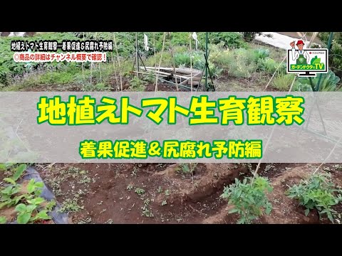 トマトの苗木を誰が食べるのでしょうか？最も一般的な4つの害虫とその対策方法  庭園
