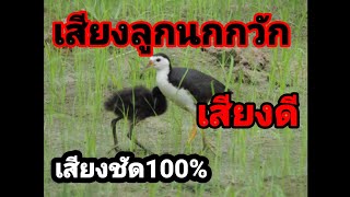 Download lagu เสียงลูกนกกวัก เสียงดี เสียงชัด100% mp3 Download lagu เสียงลูกนกกวัก เสียงดี เสียงชัด100% mp3